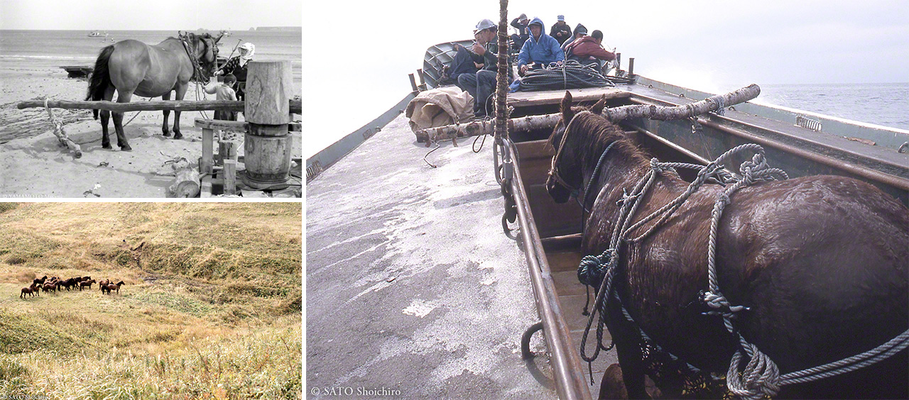 (En haut à gauche) Un cheval au travail face à l’île de Yururi dans les années 1940-1960 (photo de Yamamoto Masami, habitant de Nemuro). (En bas à gauche) Un troupeau de chevaux sur l’île de Yururi. (À droite) Le transport du dernier étalon vers le continent. (Ces deux photos ont été prises par Satô Seiichiro, habitant de la ville de Nemuro. Les dates des images sont inconnues.)