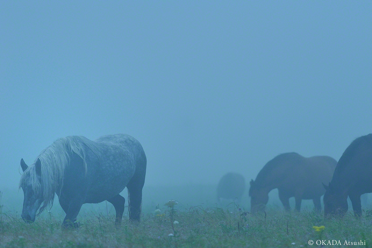 Les chevaux broutent dans la brume en été. Les prairies sont tapissées de fleurs sauvages. (août 2013, © Okada Atsushi)