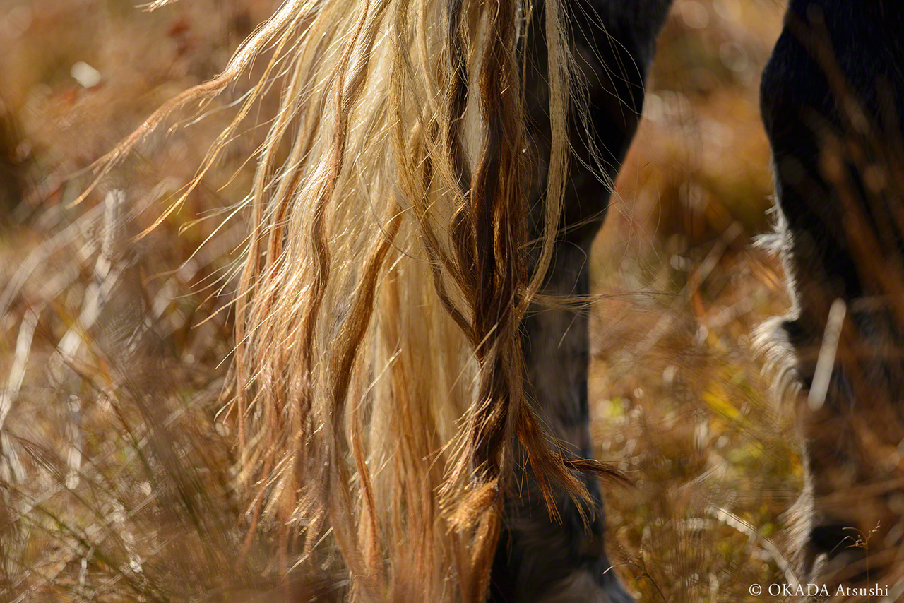 En automne, la verdure de l’île de Yururi prend la couleur brûlée des queues des chevaux. (novembre 2017, © Okada Atsushi)