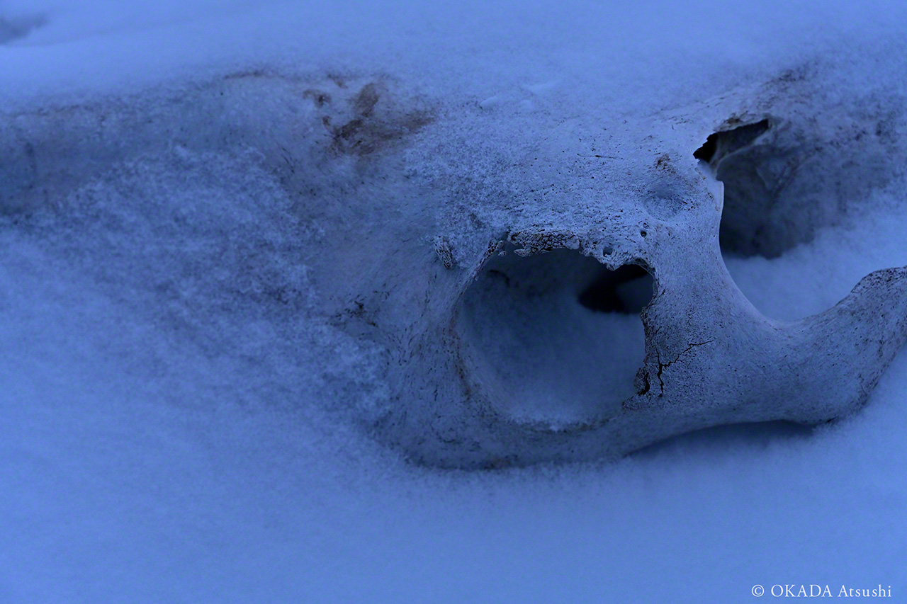 De nombreux chevaux sont morts sur cette île. (février 2019, © Okada Atsushi)