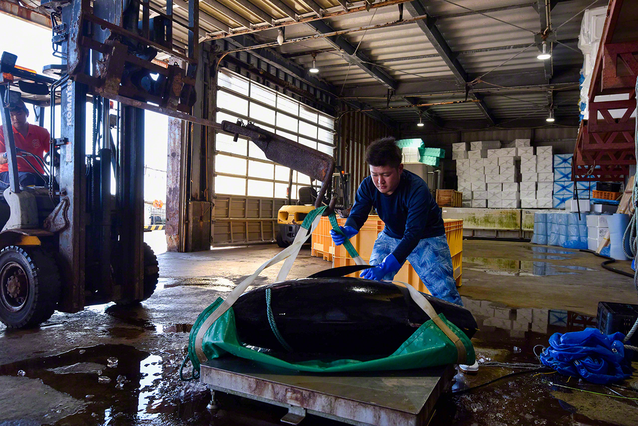 Le butin de la journ&eacute;e s&rsquo;&eacute;l&egrave;ve &agrave; 10 prises. Au port d&rsquo;&Ocirc;ma, elles sont sorties du bateau, pes&eacute;es, puis replong&eacute;es dans l&rsquo;eau glac&eacute;e en attendant l&rsquo;arriv&eacute;e du camion de transport.