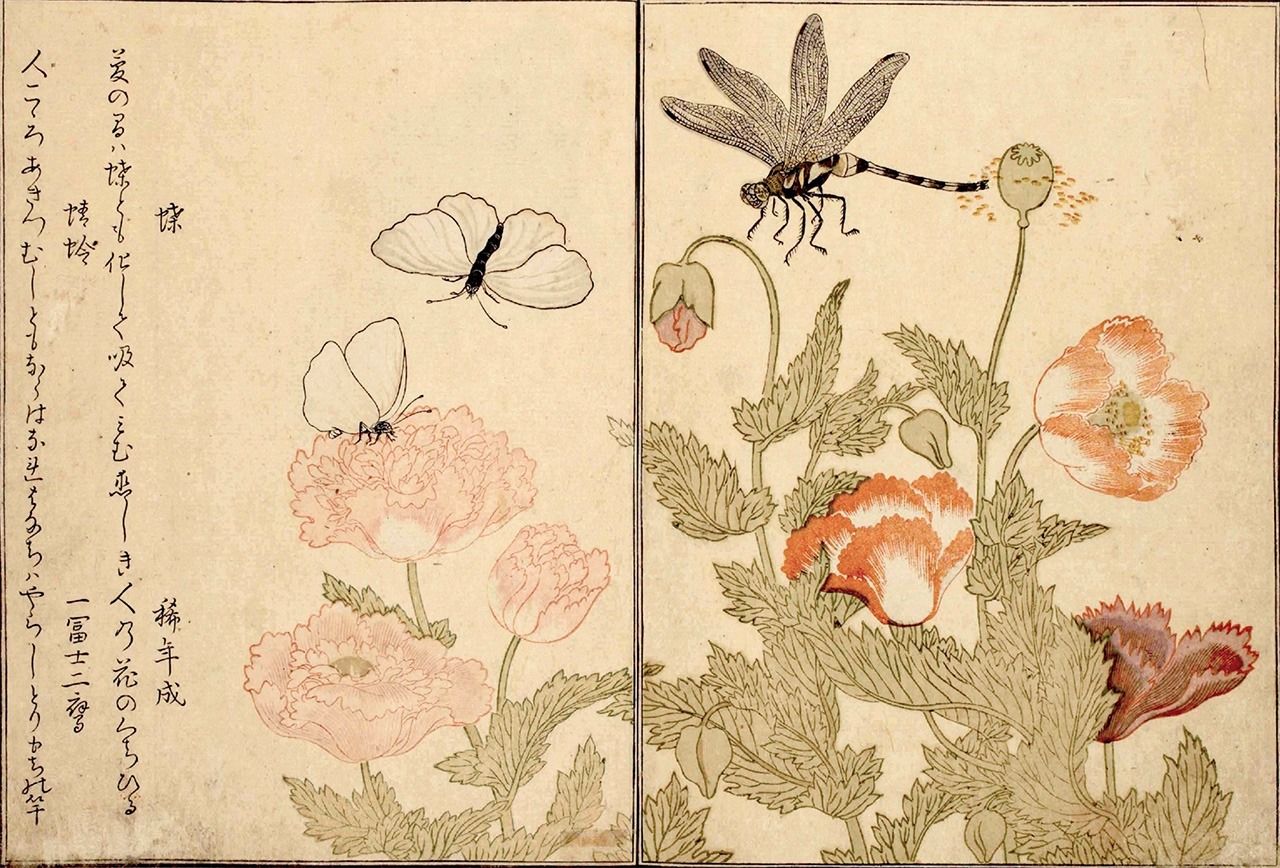 « Anthologie illustrée d’insectes » (Ehon Mushi Erami) de Kitagawa Utamaro est un chef d’œuvre ultime de l’art de l’estampe sur bois où dessin et poèmes satiriques (kyôka) se mêlent. (Collections du Centre national de recherche sur la littérature japonaise)