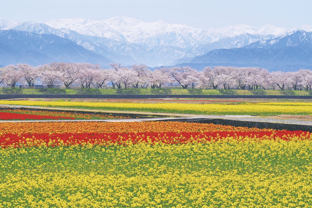 Le quatuor printanier d'Asahi (© Association touristique de la ville d'Asahi)