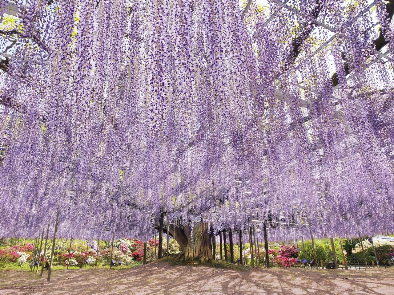 (© Parc floral d'Ashikaga)