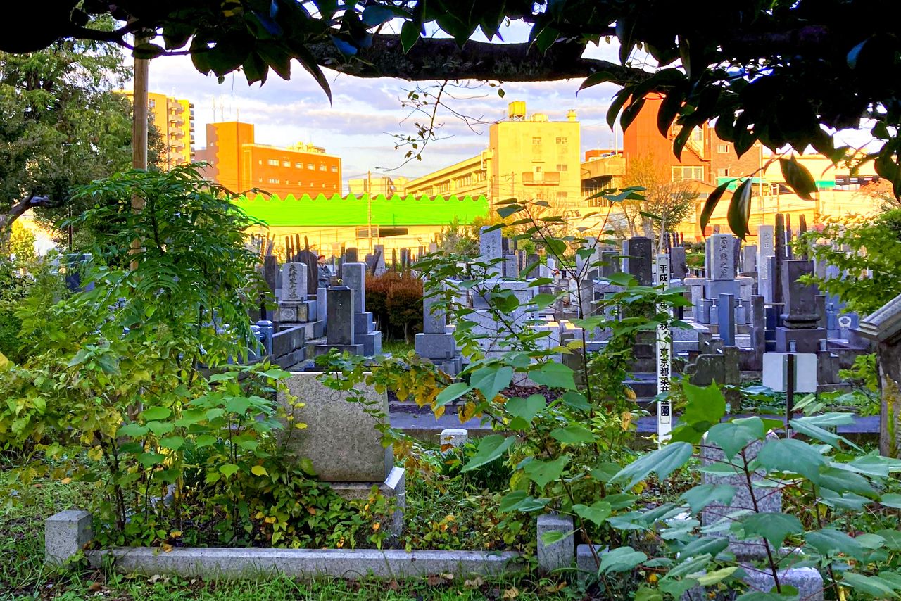 Les allées envahies de végétation du cimetière de Somei jouxtent le marché de légumes de Sugamo, visible en arrière-plan.