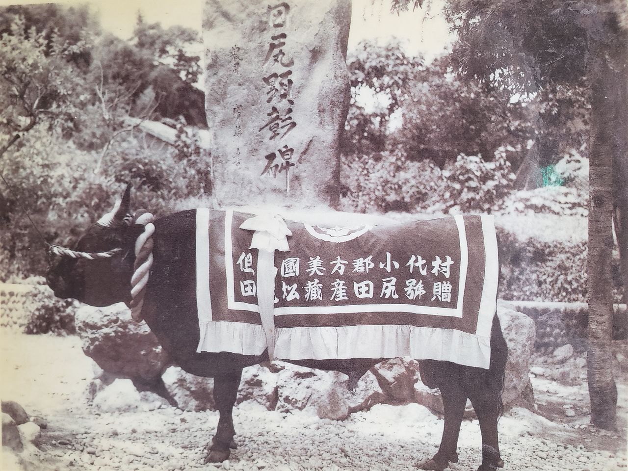 Le taureau légendaire Tajiri-gô (photo avec l’aimable autorisation de l’Association de tourisme d’Ojiro)
