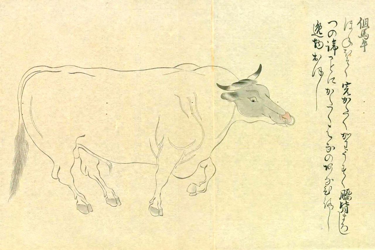 Une illustration de la race bovine tajima dans le Kokugyû jûzu (« Dix illustrations de races bovines indigènes ») publié vers la fin de l’époque de Kamakura (1185-1333). Les bovins de Tajima sont décrits comme « ayant une belle ossature, bien musclés, avec une peau fine, et un arrière-train bombé ». (Avec l’aimable autorisation de la Bibliothèque nationale de la Diète)