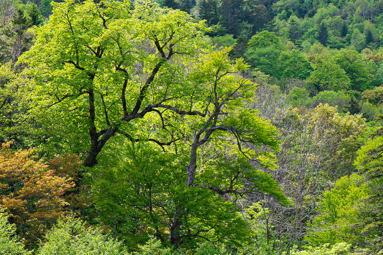 Le feuillage vert éclatant de printemps au mois de juin. (© Mizukoshi Takeshi)