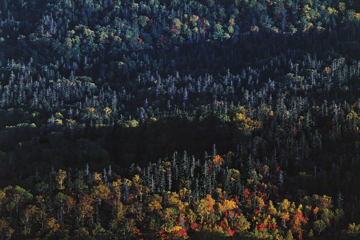Une forêt mixte de conifères et feuillus à Higashi Daisetsu. (© Mizukoshi Takeshi)