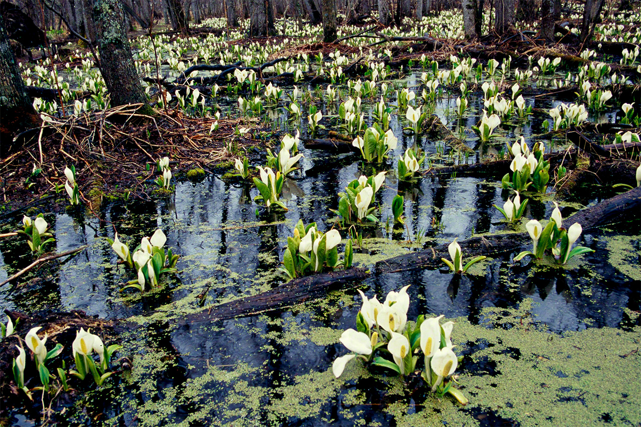 Avec la fonte des neiges d’hiver, les arums bananiers blancs commencent à fleurir. (© Mizukoshi Takeshi)
