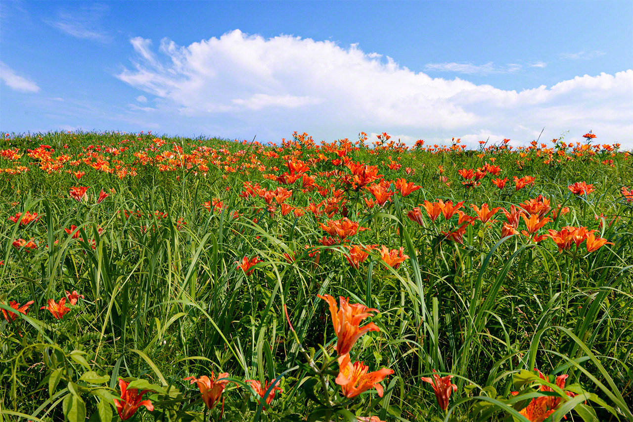 Des hémérocalles fauves en fleur au parc de fleurs sauvages de Koshimizu, dans le Parc quasi-national d’Abashiri. C’est à partir du mois de juin que les fleurs sauvages éclosent dans le Hokkaidô. (© Mizukoshi Takeshi)