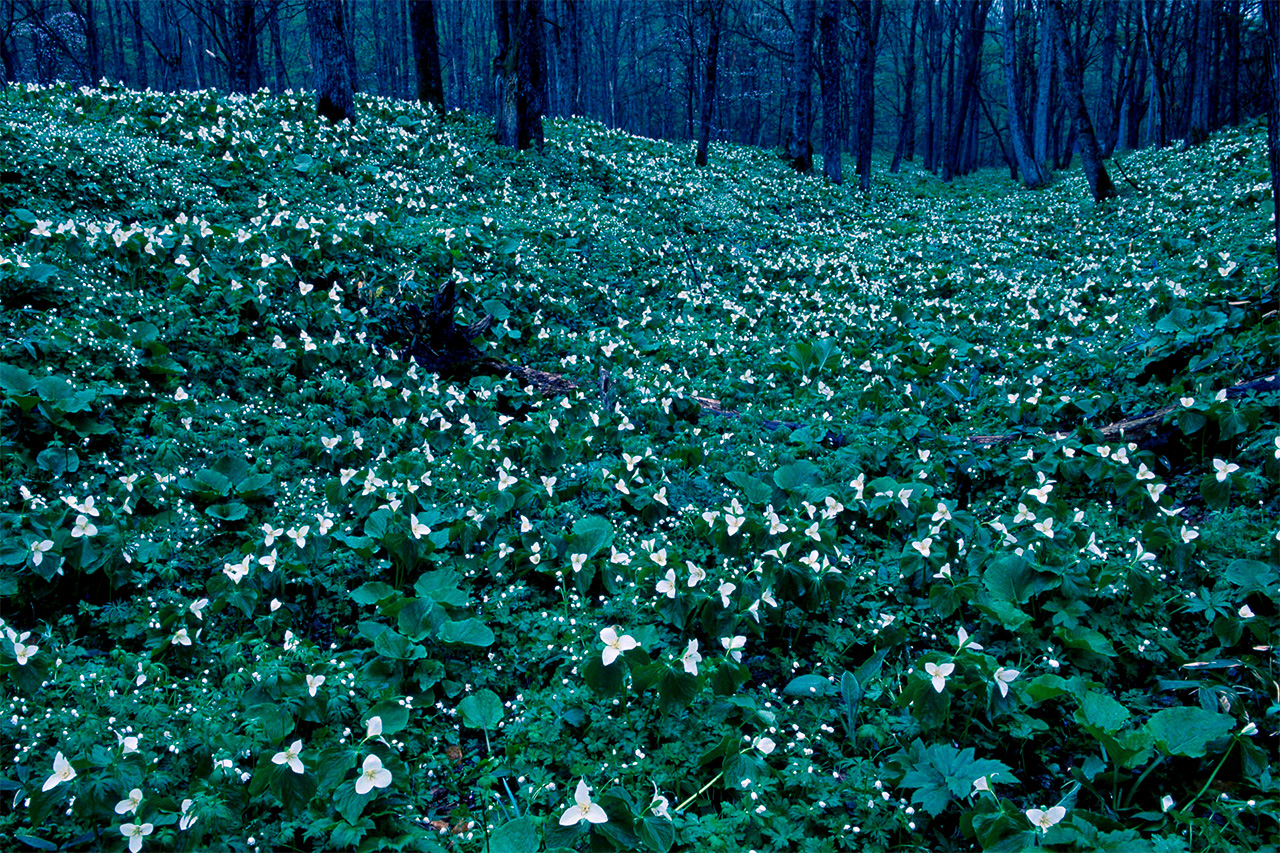 Des trilliums et des anémones flasques recouvrent le sol de cette forêt d’arbres à feuilles caduques. (© Mizukoshi Takeshi)
