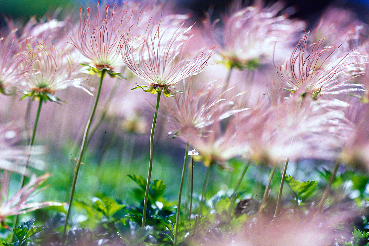 Des aigrettes de benoîtes à cinq pétales (© Mizukoshi Takeshi)