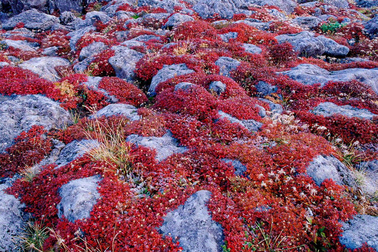 Les benoîtes à cinq pétales deviennent rouges en automne. (© Mizukoshi Takeshi)