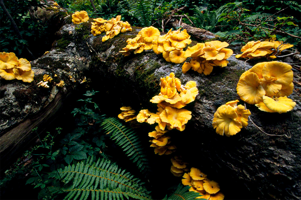 Les champignons sont abondants à partir de septembre, comme ces pleurotes sur une grume. (© Mizukoshi Takeshi)