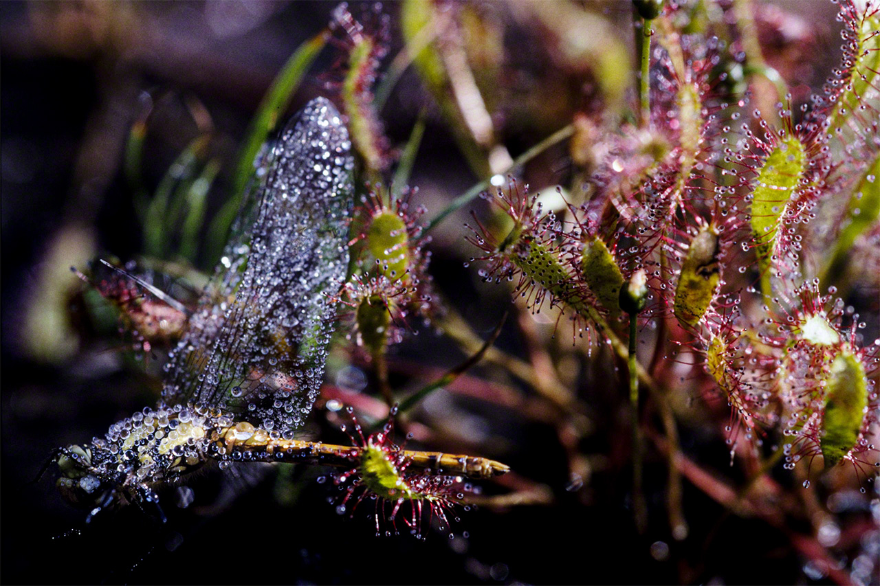 Une libellule victime d’un rossolis à longues feuilles, plante carnivore. (© Mizukoshi Takeshi)