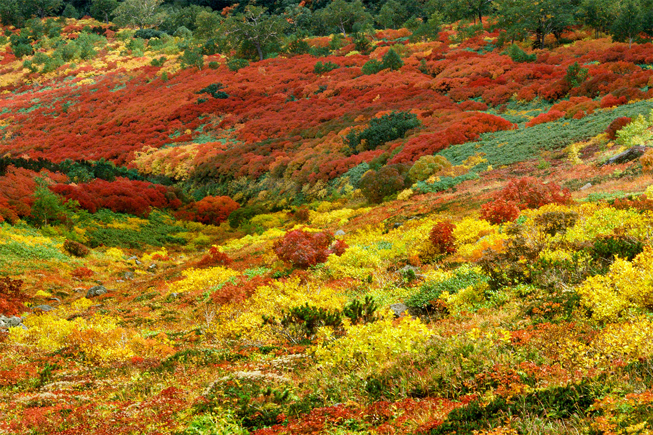 À Daisetsuzan, les magnifiques feuillages d’automne, composés de sorbier commixta du Japon d'un rouge flamboyant, de bouleaux d’Erman et de saules dorés, et de pins nains de Sibérie au vert bleuté. (© Mizukoshi Takeshi)