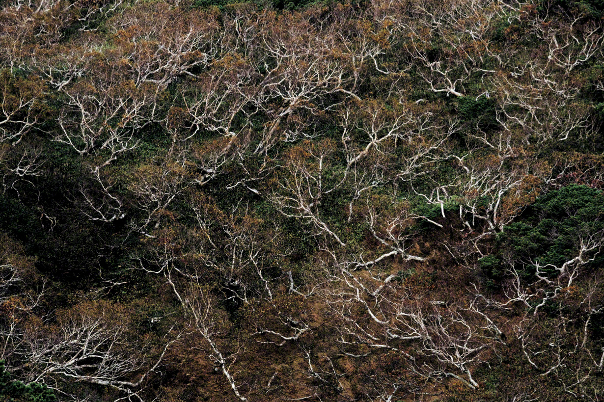 Des bouleaux d’Erman à la limite des arbres (© Mizukoshi Takeshi)