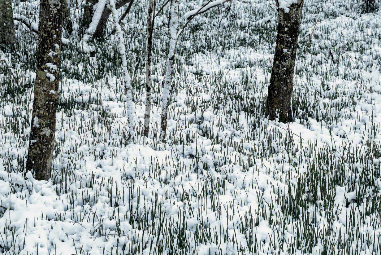 Ces prêles d’hiver vertes apportent un peu de couleur au teintes monotones de ce paysage enneigé. (© Mizukoshi Takeshi)