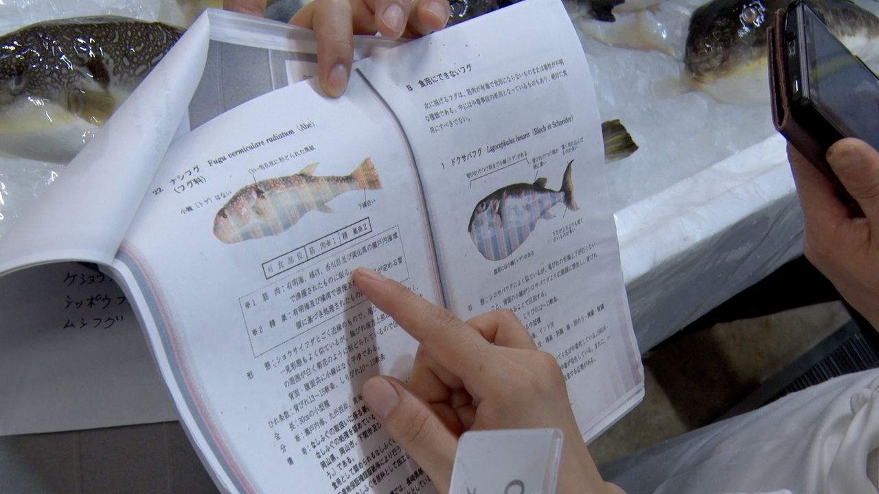 Pour obtenir le diplôme de cuisinier spécialisé dans le fugu, il faut posséder des connaissances approfondies sur les différentes espèces de poisson-globe. (© Gun Fish Film Partners)