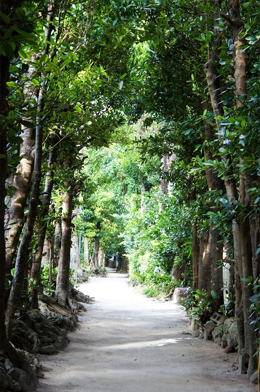 Aux XVIIIe et XIXe siècles, tous les villages des îles Ryûkyû offraient des paysages comme celui-ci, constitué d’un alignement d’arbres fukugi plantés le long d’une route droite et disposés selon un motif quadrillé conformément aux principes du fengshui. Ces alignements d’arbres servaient aussi de protection contre les fréquents typhons. (Photo de l’auteur)