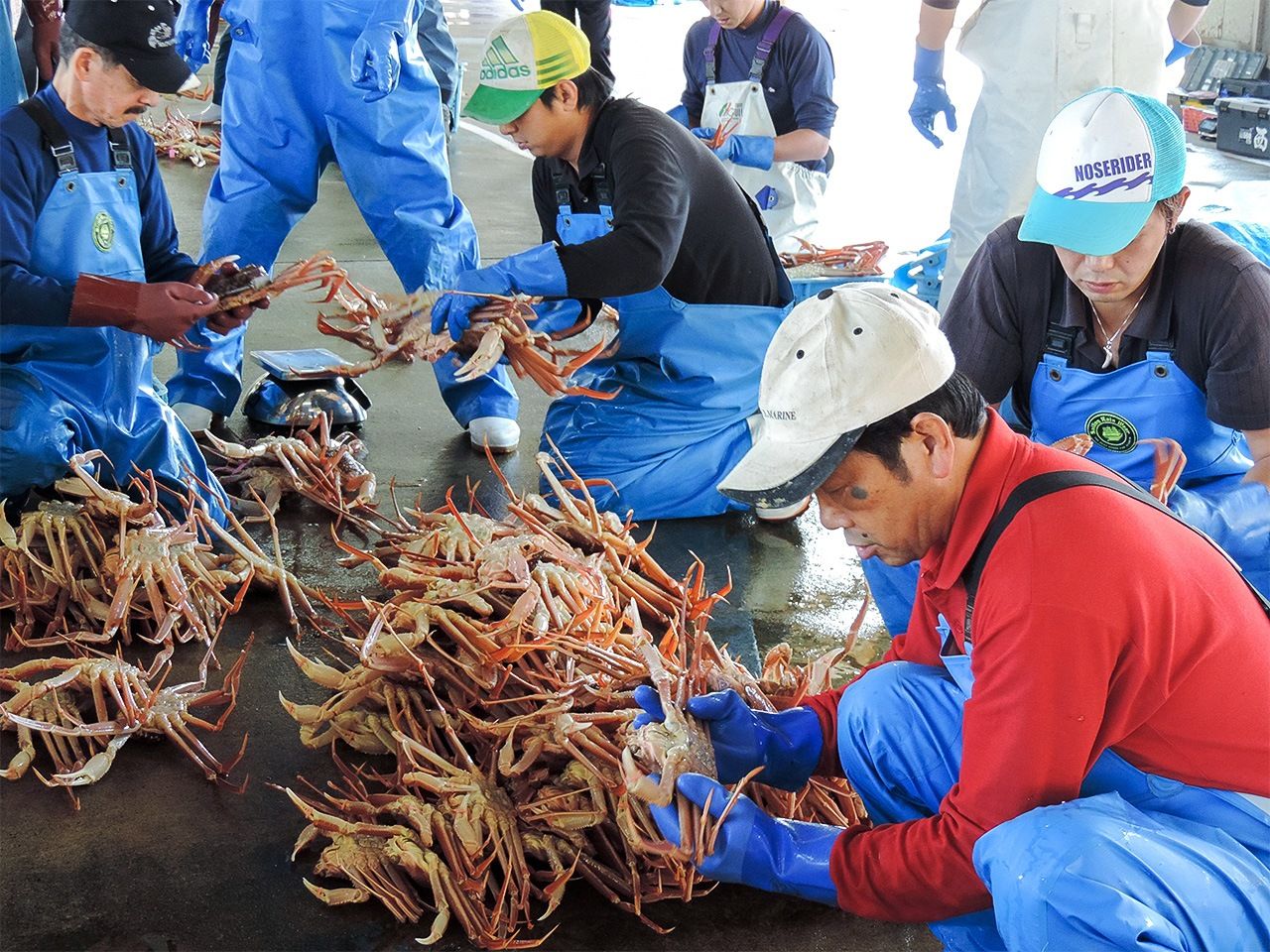 Triage au port de pêche de Shibayama. Les crabes des neiges sont soigneusement classés en fonction de leur prix avant d'être mis aux enchères.