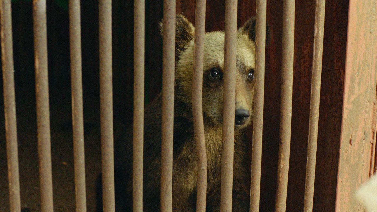 Pourquoi Debo élève-t-il un ourson ? Le film se penche en profondeur sur les traditions des Aïnous(© Ainu Mosir LLC/Booster Project)