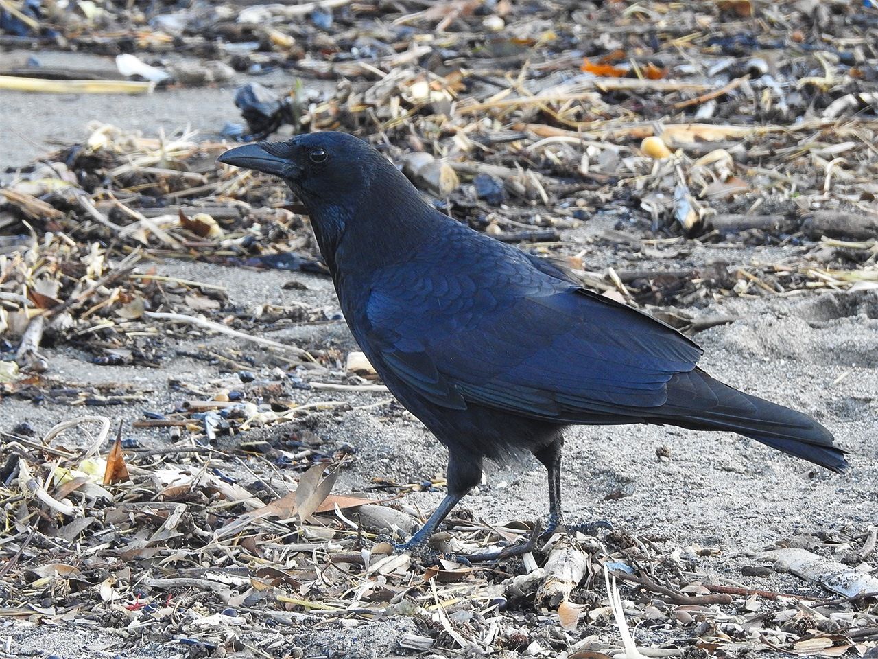 La corneille noire : un peu plus petite que le corbeau à gros bec, son bec est fin et court, son croassement un peu rauque