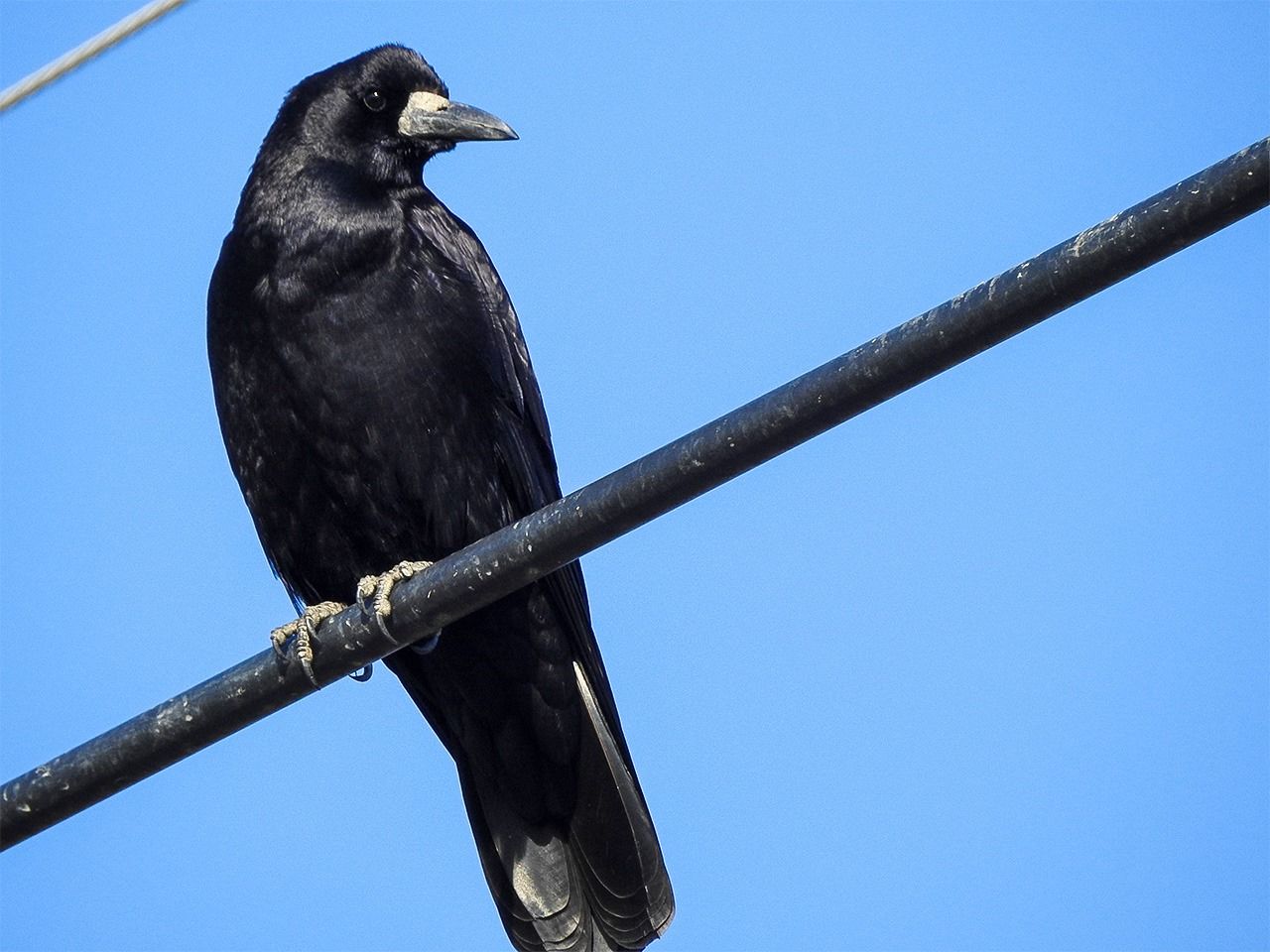 Le corbeau freux : il a pour signe distinctif la base de son bec, grise ; oiseau migrateur, il passe l’hiver au Japon