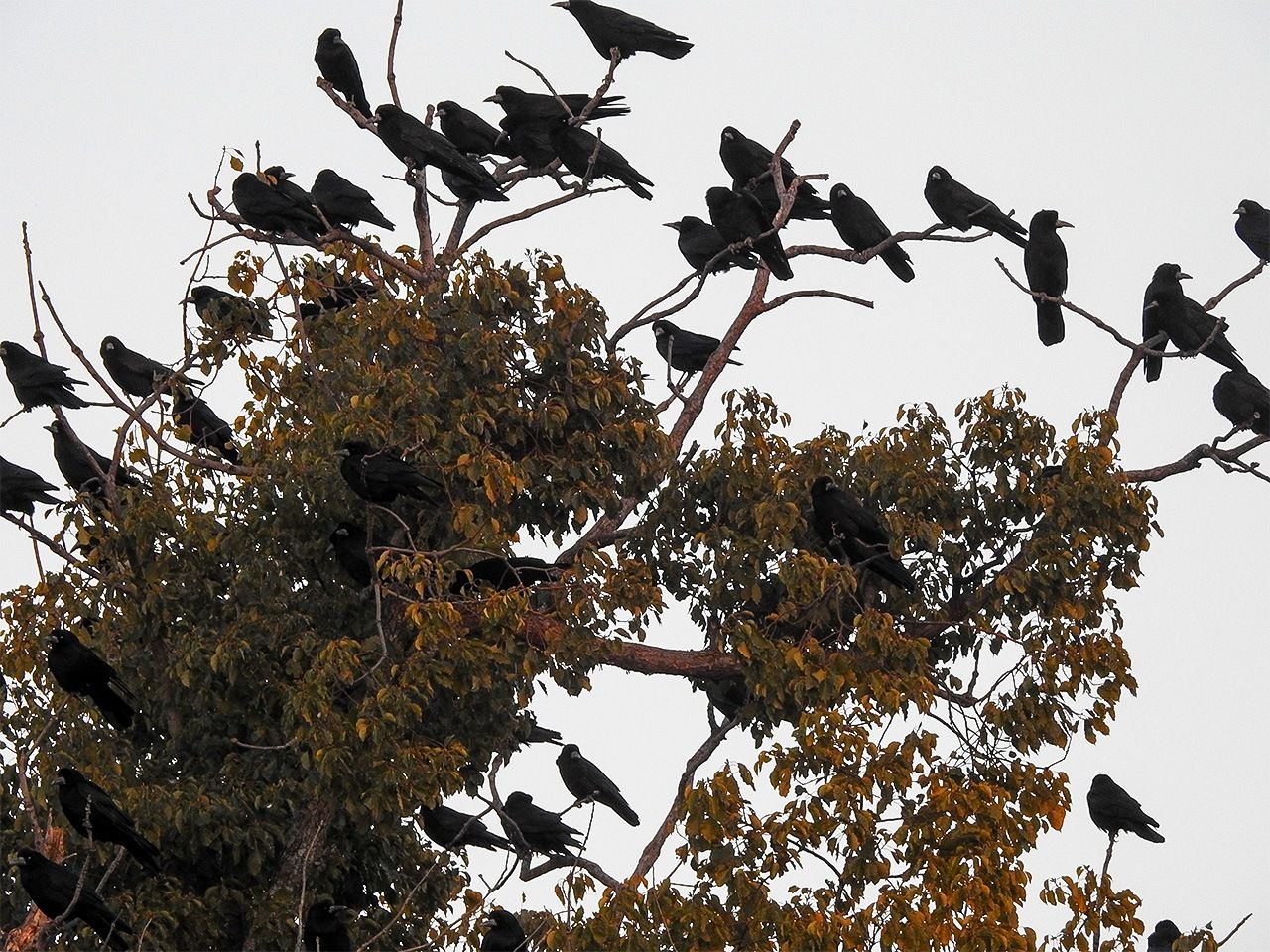 Des corbeaux dans les arbres ; leurs croassements et fientes posent problème.