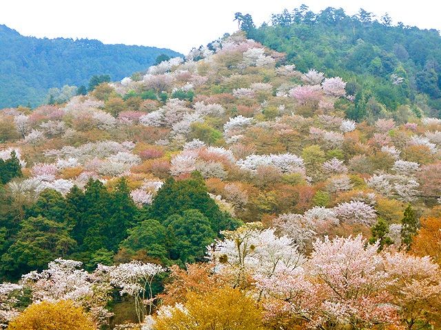 Le mont Yoshino, préfecture de Nara, couvert de cerisiers de la variété yama-zakura.