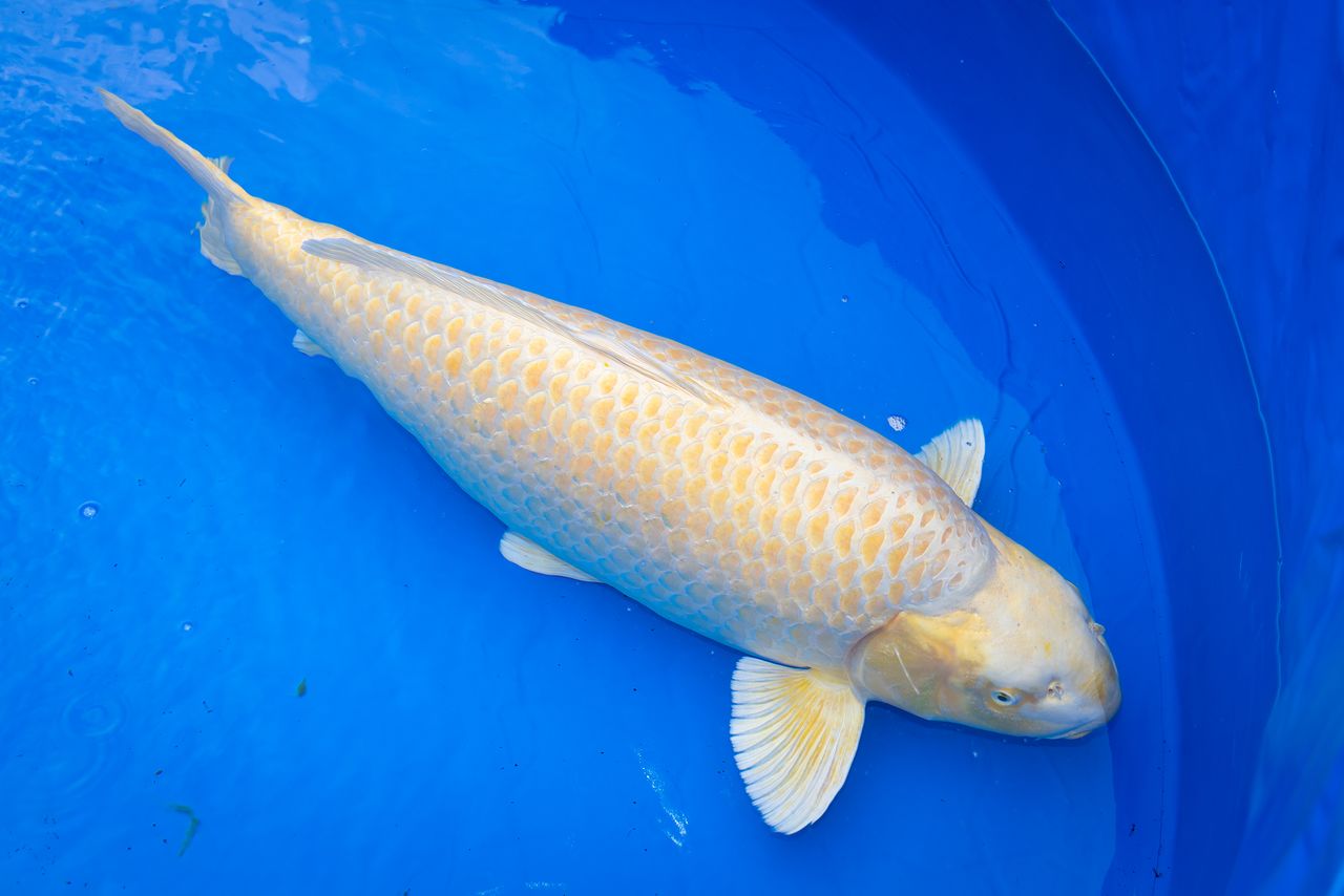 Un poisson de la variété yamabuki ôgon provenant de l'élevage de koi Izumiya, a remporté le prix de l'exposition Koi de Niigata dans la catégorie des plus de 80 centimètres.