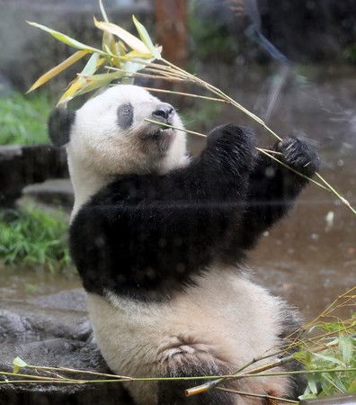 Le panda Xiang Xiang, le 10 juin au zoo de Ueno, à Tokyo