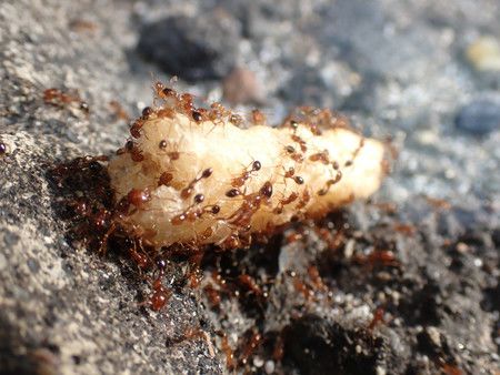 Des fourmis de feu dévorant une sucrerie (photo d'octobre 2021)