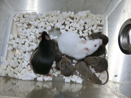 Tout à gauche, la première souris née à partir de cellules lyophilisées.