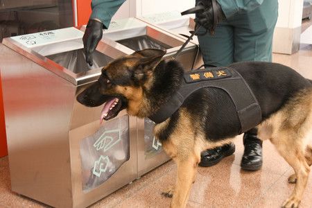 Un chien policier examinant une poubelle à l'aéroport de Haneda, à Tokyo.