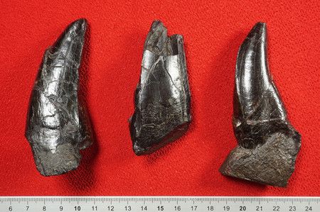 Les trois dents fossilisées exhumées au Japon. Celles de gauche et du milieu ont été découvertes en 2014 dans la préfecture de Kumamoto.