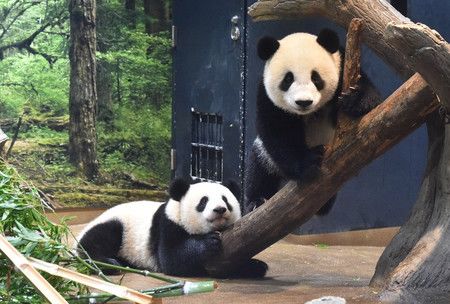 Les pandas jumeaux du zoo de Ueno : la femelle Lei Lei (gauche) et le mâle Xiao Xiao, nés en juin 2021 (photo du 17 octobre).