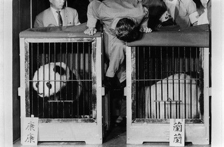 L'arrivée du mâle Kang Kang (gauche) et de la femelle Lan Lan au Japon le 28 octobre 1972 déclenche un « panda boom » sans précédent dans le pays.