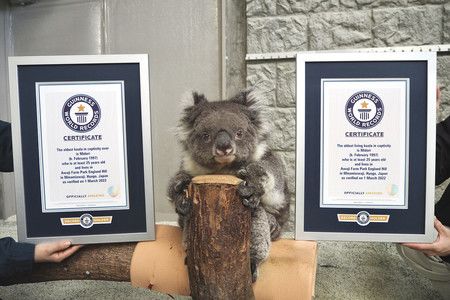 L'âge du koala Midori  avait été homologué par le Guiness des Records. Photo du 5 mars 2022.