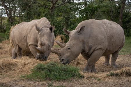 Les deux uniques rhinocéros blanc du Nord au monde