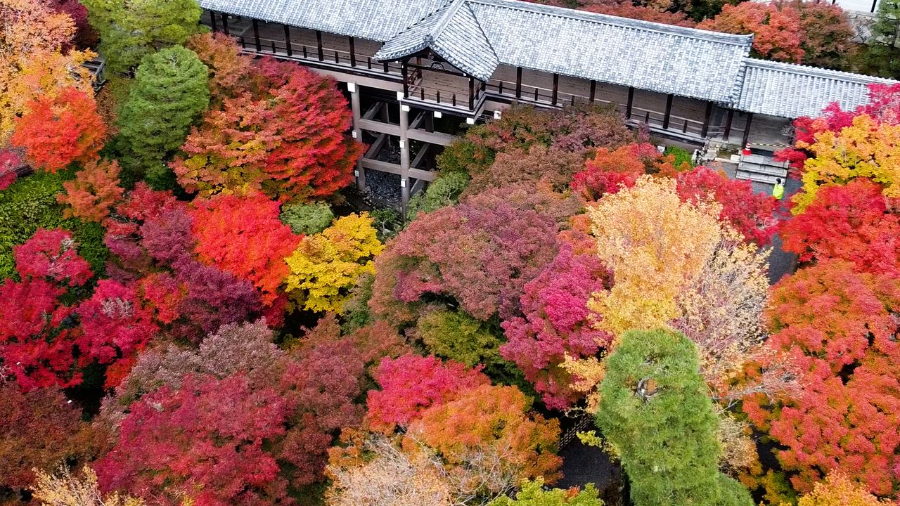 [Vidéo] Le temple Tôfuku-ji, un bijou coloré de Kyoto pendant la saison automnale