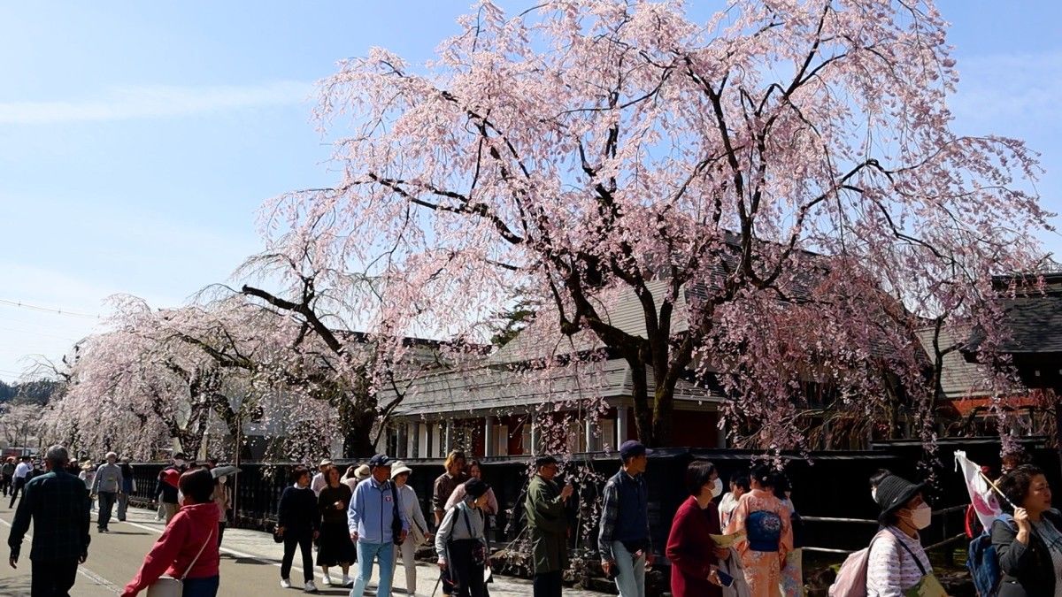 [Vidéo] Les cerisiers pleureurs sont en fleur à Kakunodate, au nord-est du Japon