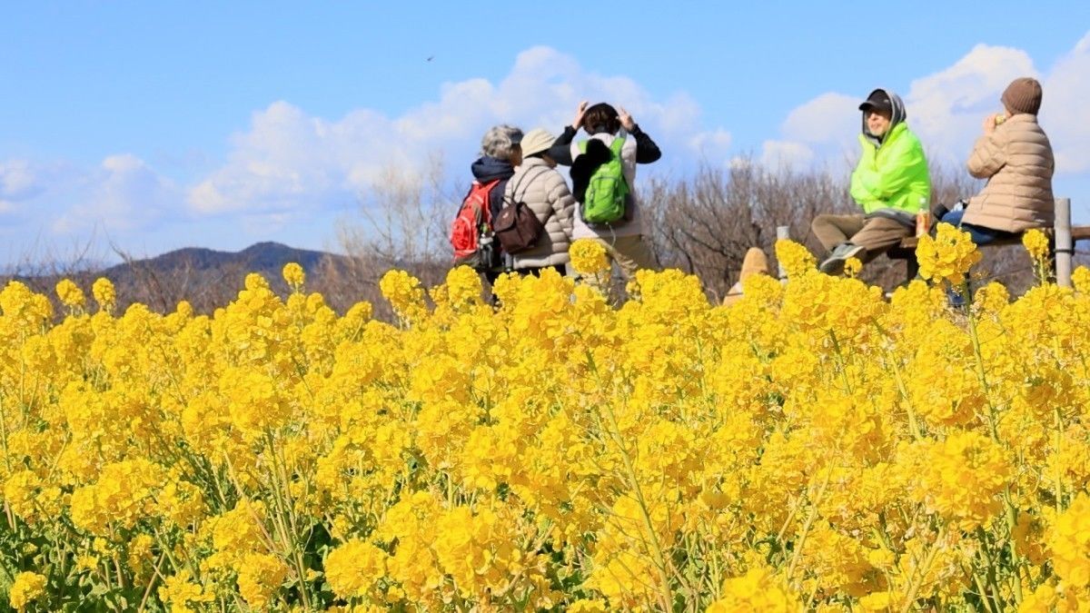 Les fleurs de colza sont à admirer à Ninomiya
