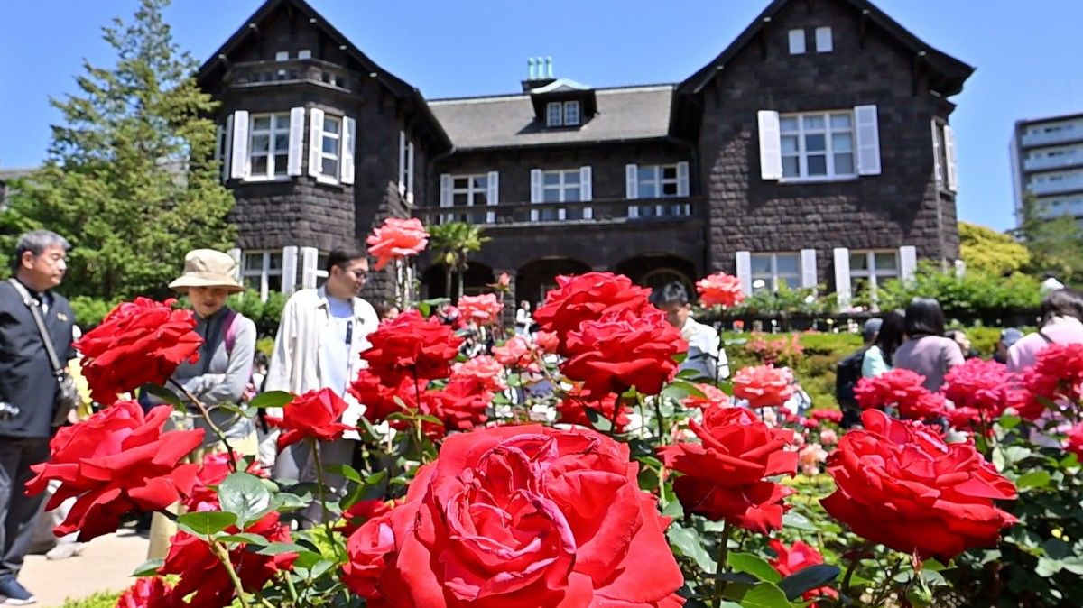 Une mer de roses au cœur de Tokyo : le parc Kyû-Furukawa au printemps
