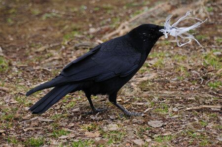 Pourquoi les corbeaux sont-ils noirs ? La découverte d’une équipe japonaise