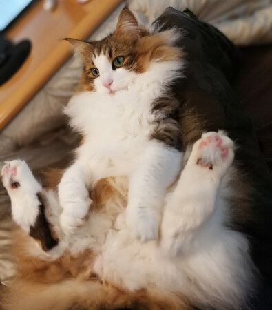 Révolution dans le monde des chats : un médicament japonais pour traiter leur maladie rénale bientôt commercialisé Révolution dans le monde des chats : un médicament japonais pour traiter leur maladie rénale bientôt commercialisé