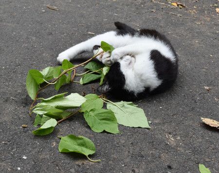 Un chat se frottant à de la vigne argentée