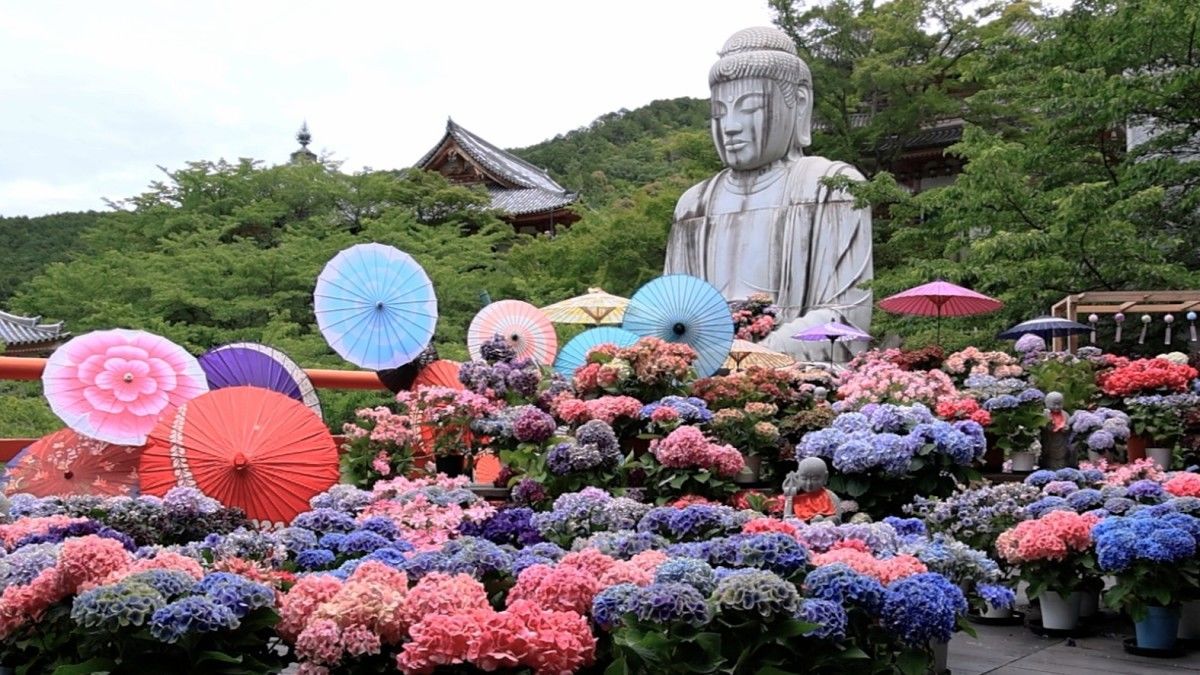 Un Bouddha flottant dans une marée d’hortensias Un Bouddha flottant dans une marée d’hortensias