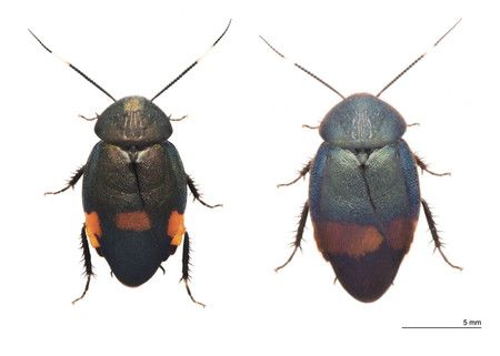 Eucorydia tokaraensis et Eucorydia donanensis, découverts dans les îles du sud-ouest du Japon